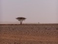 /album/fotogalerie-maroko/mar-image027-jpg/